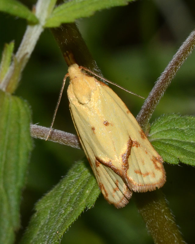 Tortricidae Agapeta hamana